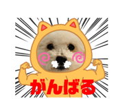475583237