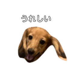 475659500