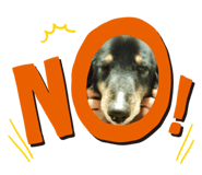 475856377
