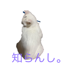 475955627