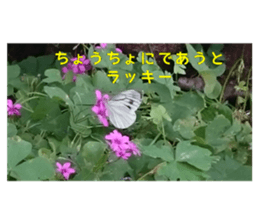476352125