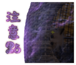 47649396