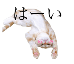 476750004