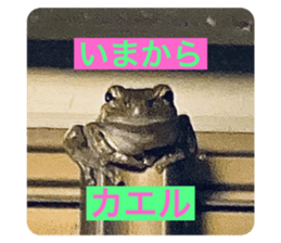 477031104