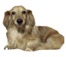 477063102
