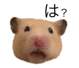 477280307