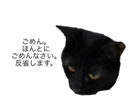 477561494