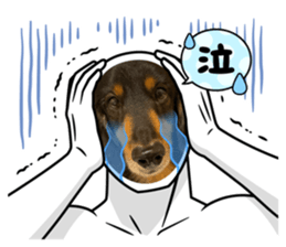 477780954