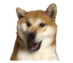 477825953