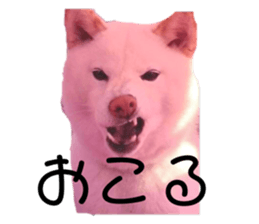 479528755