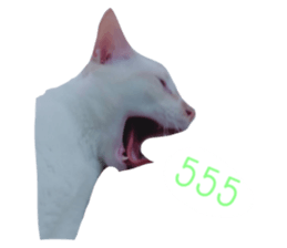 480544338