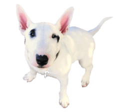 480603464