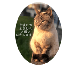 480790818