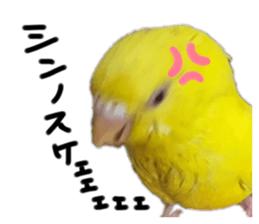 481103144