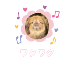 481135265