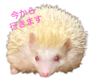 481417666