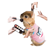 482439818