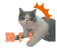 482467812