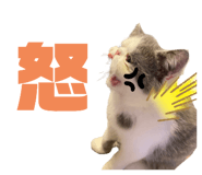 482467813