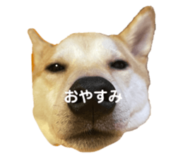 482503068