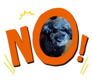 483244541