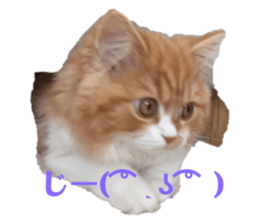 483537851