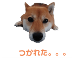 483824775