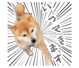 483829294