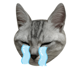 484212977