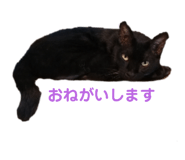 484409477