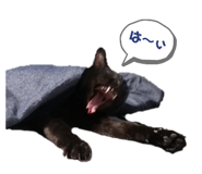 484409482