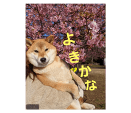 484433756