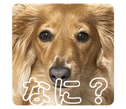 484552499