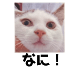 484622727
