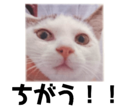 484622731