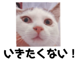 484622763