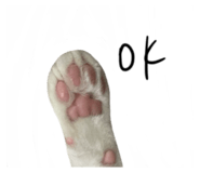 484624294