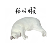484624296
