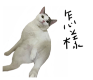 484624311