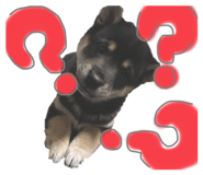 484836229