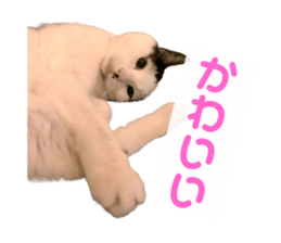 485097144