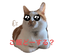 485327355
