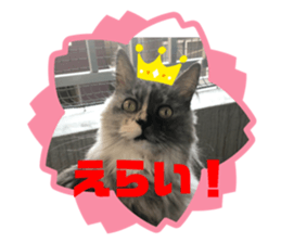 486677625