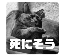 487176901