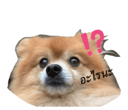 487439625