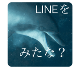 487518684
