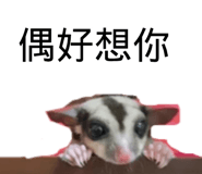 487630209