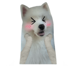 ลายที่ 5