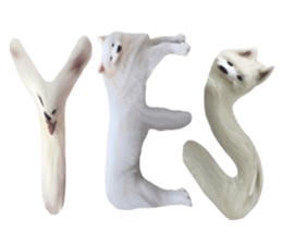 ลายที่ 9