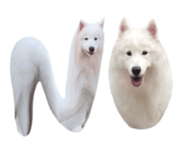 ลายที่ 11